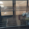 Polar CC611-A-03 Countertop Chilled Display